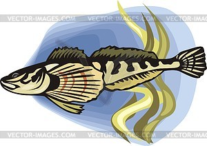 Goby - vector clipart