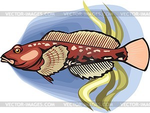 Goby - vector clip art