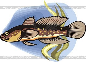 Goby - vector clipart