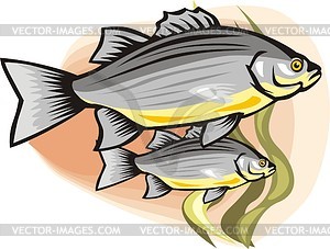 Fish - vector clip art