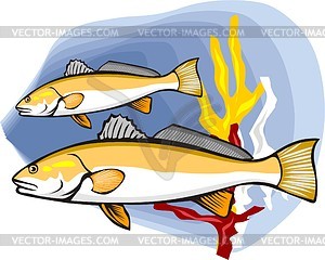 Fish - vector clip art
