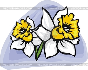 Narcissuses - vector image