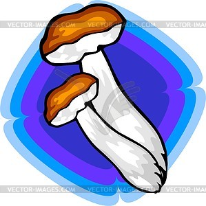 Edible boletus - vector image