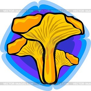 Chanterelle - vector clipart