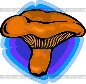 Chanterelle - vector image