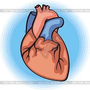 Heart - vector image