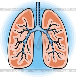 Lungs - vector clipart