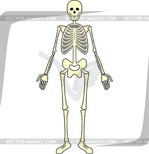 Skeleton - vector image