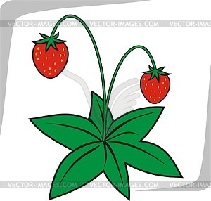 Strawberry - vector image