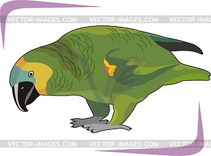 Попугай - изображение в векторном виде