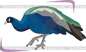 Peacock - vector clipart