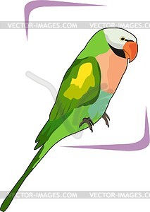 Parrot - vector clipart / vector image