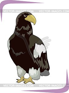 Eagle - vector image