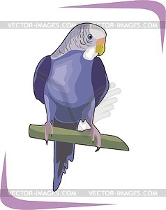 Parrot - vector clipart