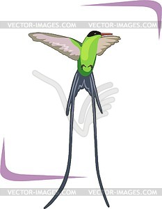 Humming-bird - vector clipart