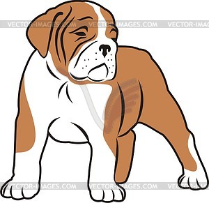 Bulldog - vector image
