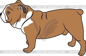 Bulldog - vector clipart