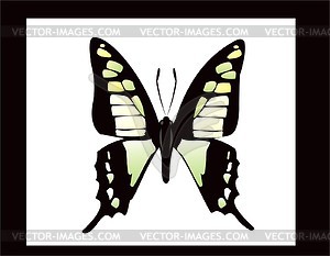 Butterfly - vector image