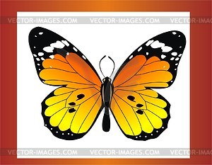 Butterfly - royalty-free vector image