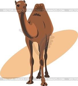 Camel - vector clip art