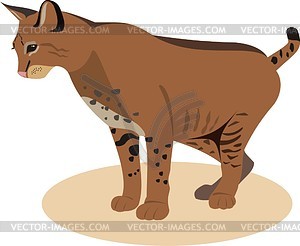 Wild cat - vector image