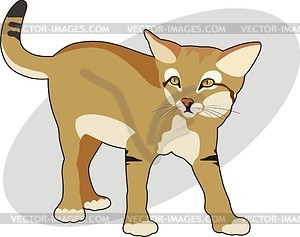 Wild cat - vector image