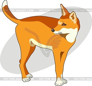 Dingo - vector clipart