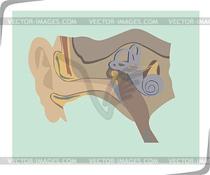 Human ear - vector clipart