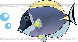 Aquarium fish - vector image