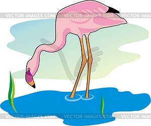 Flamingo - vector clipart