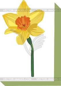 Lent lily - vector clipart