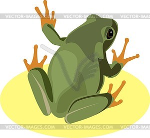 Frog - vector image