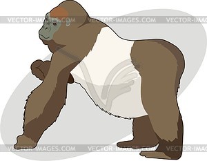 Gorilla - vector clipart / vector image