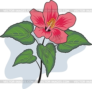 Hibiscus - vector clipart