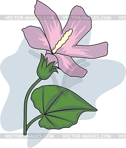 Hibiscus - vector clipart