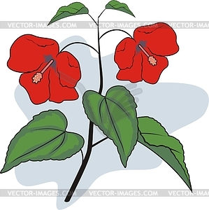 Hibiscus - royalty-free vector clipart