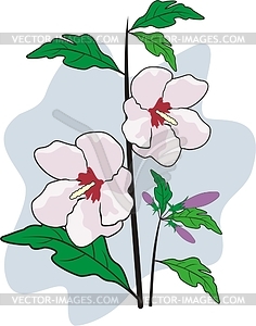 Hibiscus - vector clip art