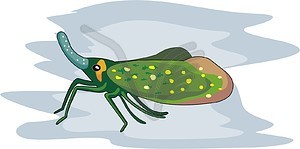 Insect - vector image