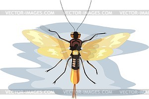 Insect - vector clipart / vector image