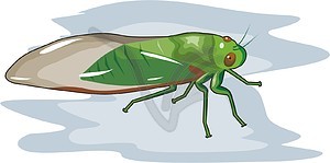 Insect - vector image