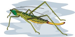 Grasshopper - vector clipart