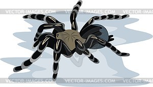 Spider - vector EPS clipart