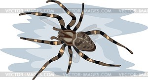 Spider - vector image