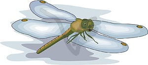 Dragonfly - vector image