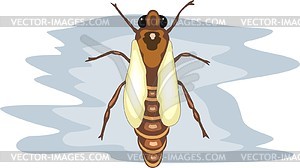 Insect - vector clip art