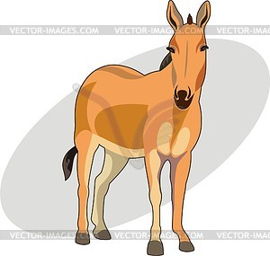 Koulan - vector clipart