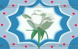 White rose - vector image