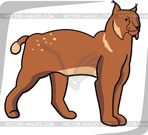 Lynx - vector clip art