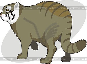 Manul - vector clipart