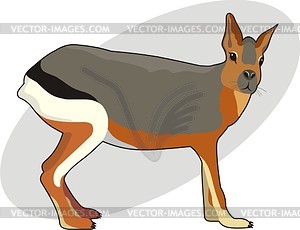 Mara (Dolichotis) - vector clipart